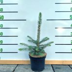 Smrek pichľavý (Picea pungens) ´GLAUCA´ - výška 20-40 cm, kont. C3L